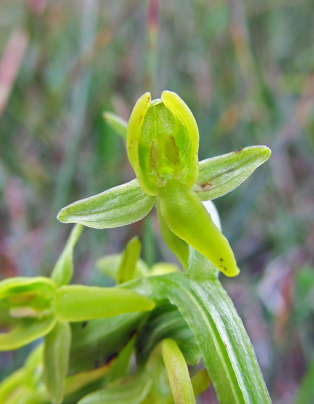 Image of Platanthera tipuloides specimen.