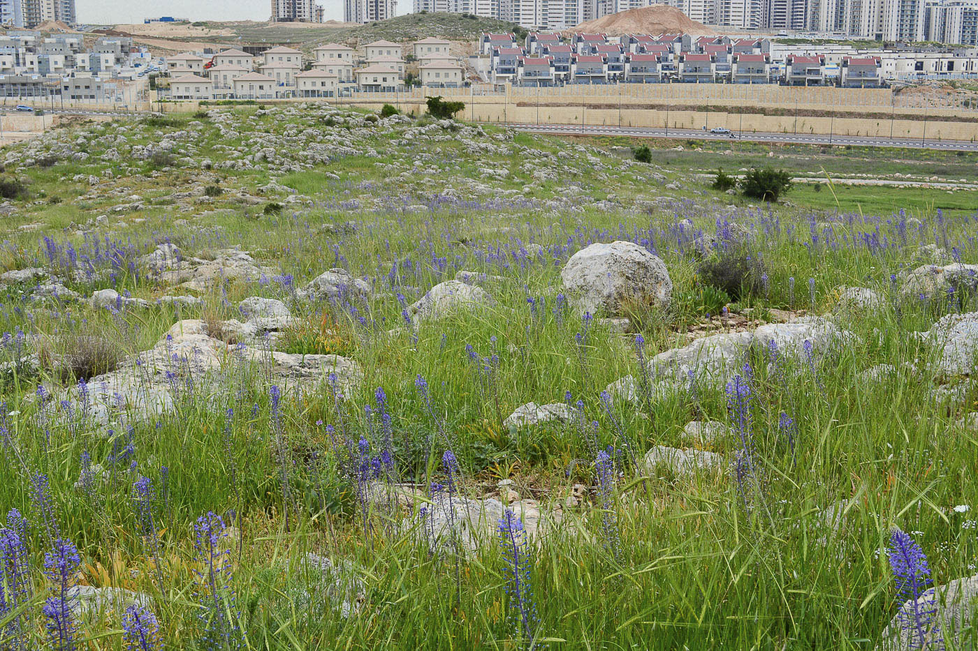 Image of Scilla hyacinthoides specimen.