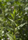 Epilobium maximowiczii