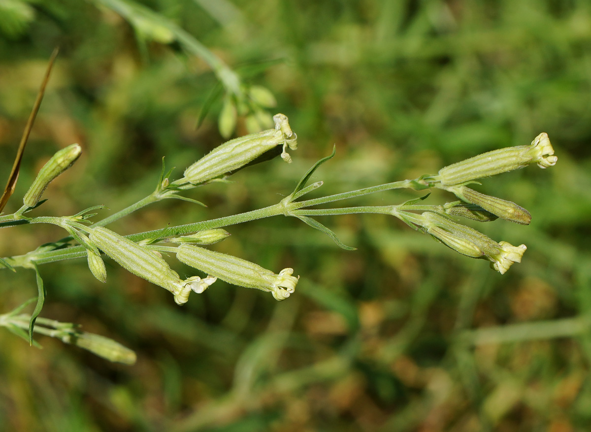 Image of Silene amoena specimen.