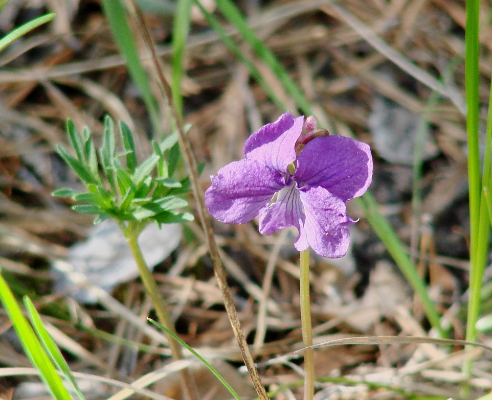 Image of Viola dissecta specimen.