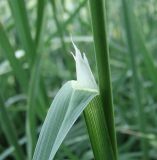 Dactylis glomerata