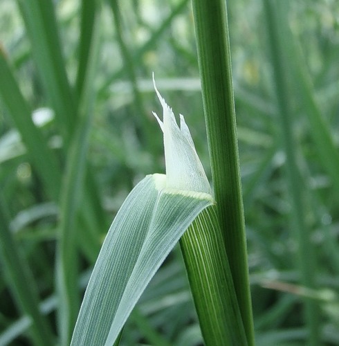 Изображение особи Dactylis glomerata.