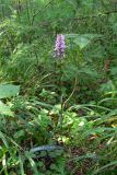 Dactylorhiza fuchsii. Цветущее растение. Свердловская обл., окр. г. Североуральск, сосново-елово-лиственничный лес. 19.07.2017.