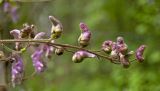 Aconitum septentrionale