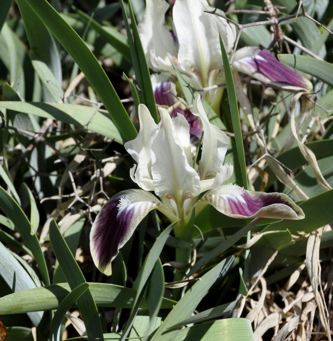 Image of Iris pumila ssp. attica specimen.