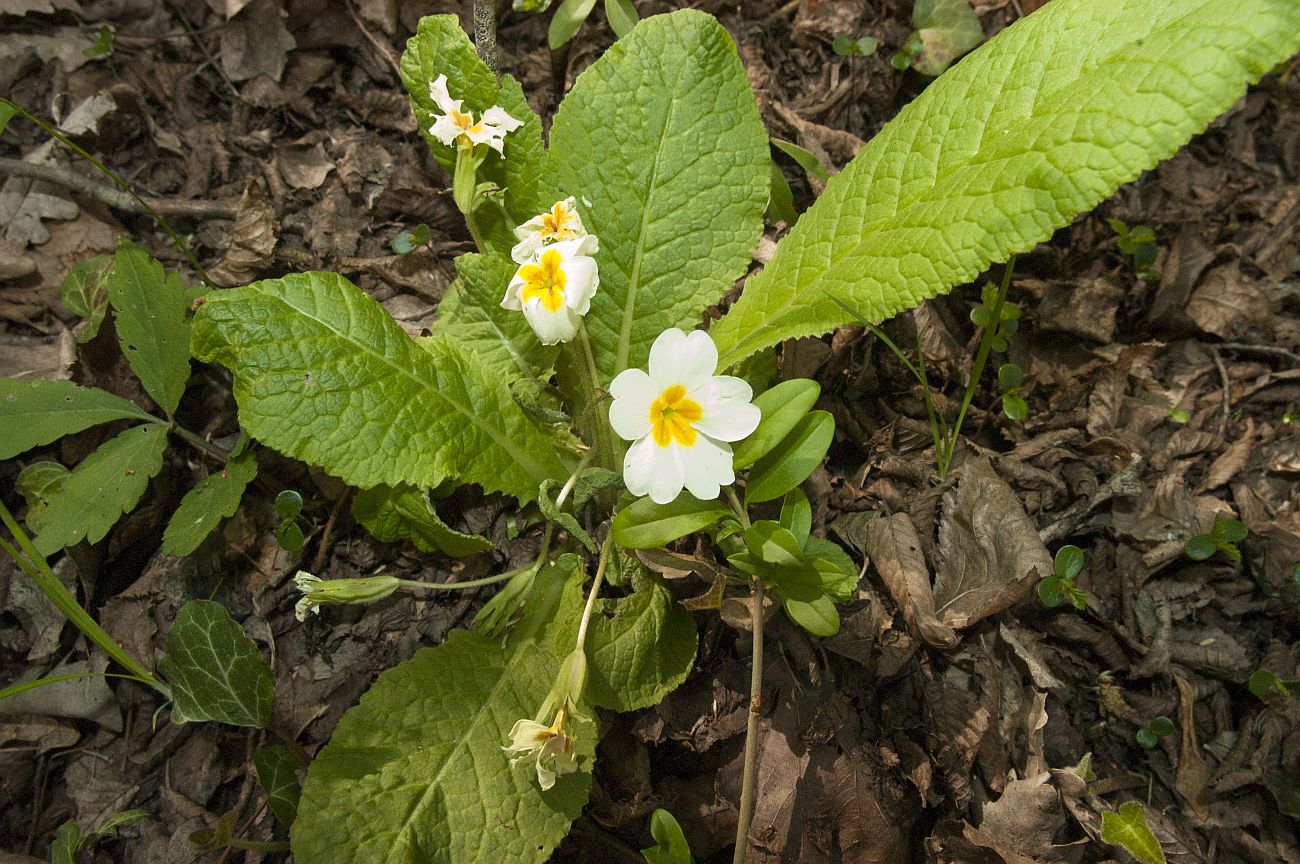 Изображение особи Primula vulgaris.