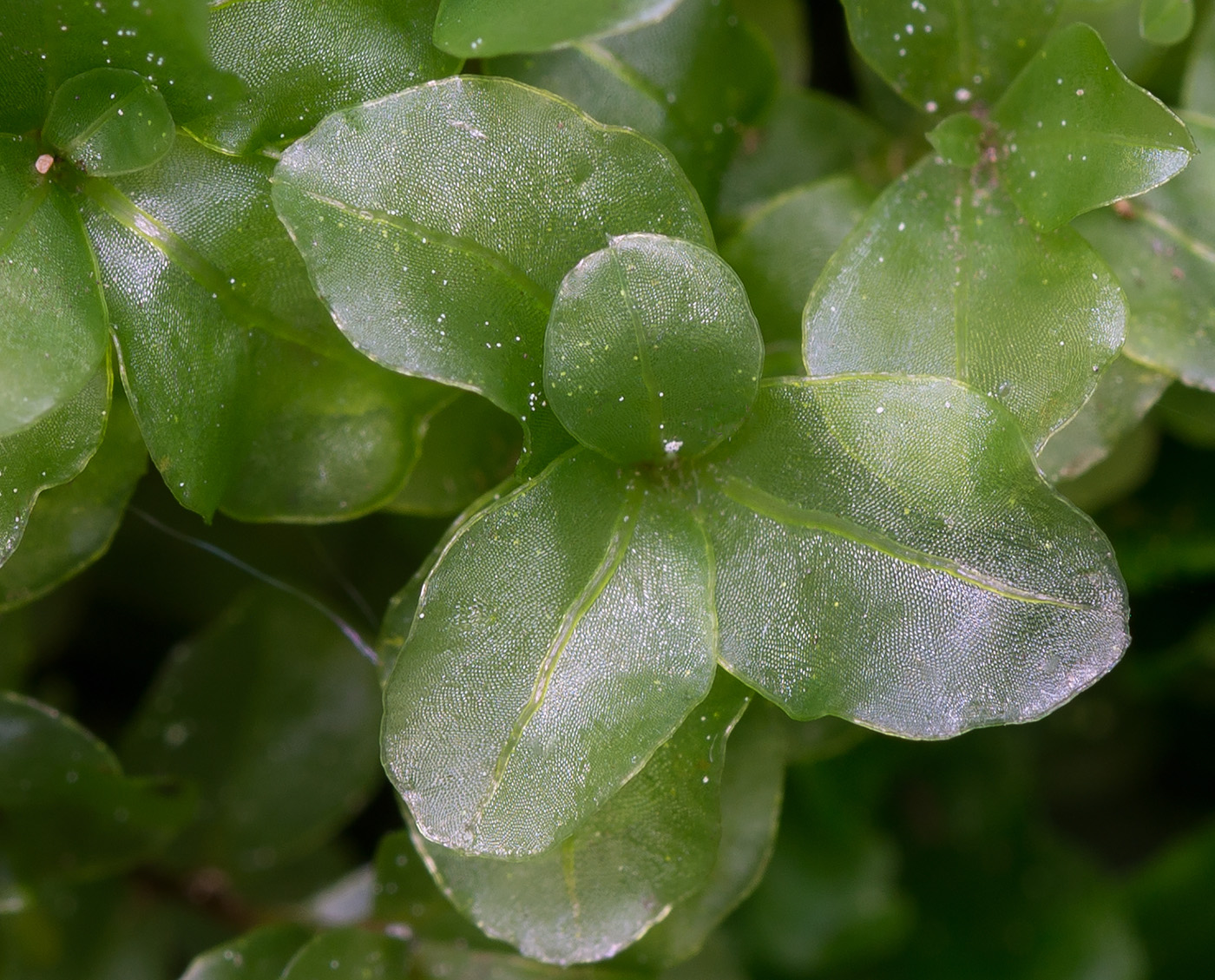 Изображение особи Rhizomnium punctatum.