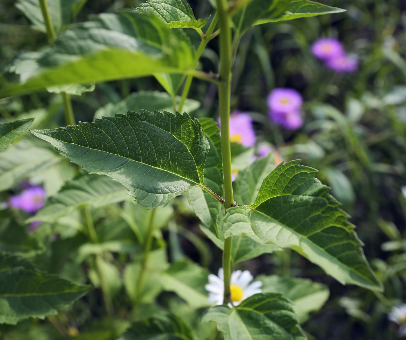 Image of Heliopsis helianthoides specimen.