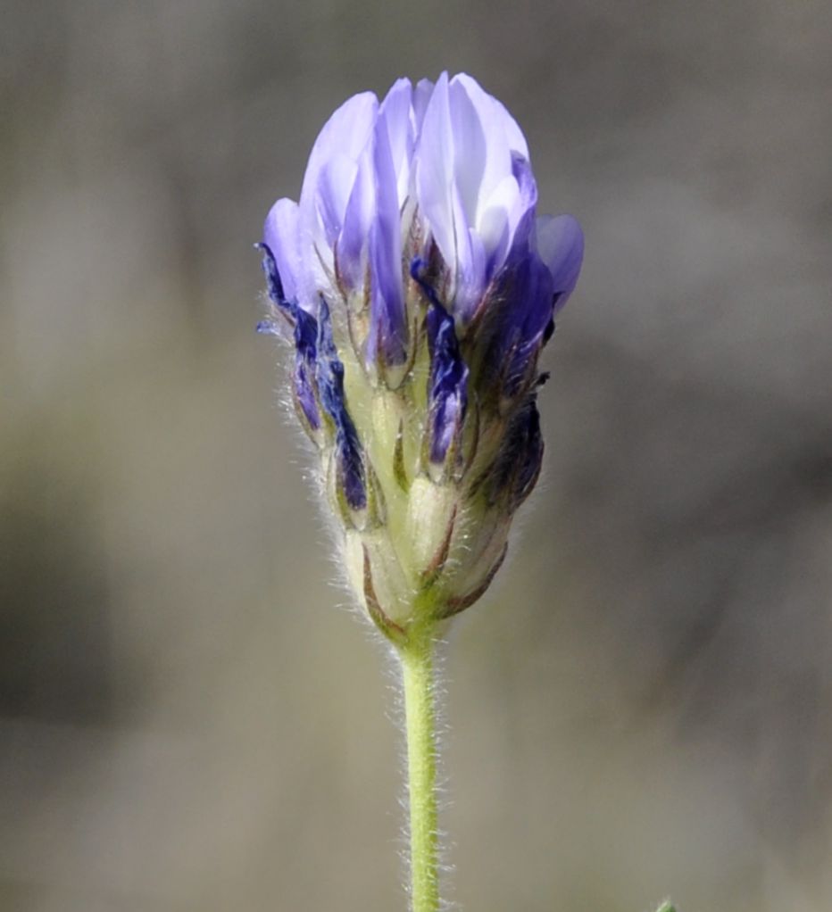 Image of Trigonella rotundifolia specimen.