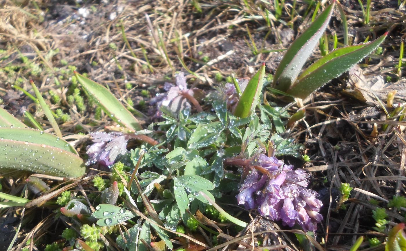 Изображение особи Corydalis solida.