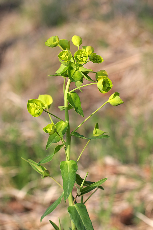 Image of Euphorbia iberica specimen.