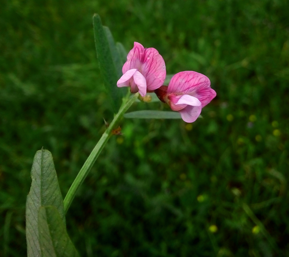 Image of Vicia sepium specimen.