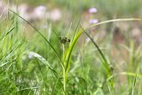 Scirpus sylvaticus