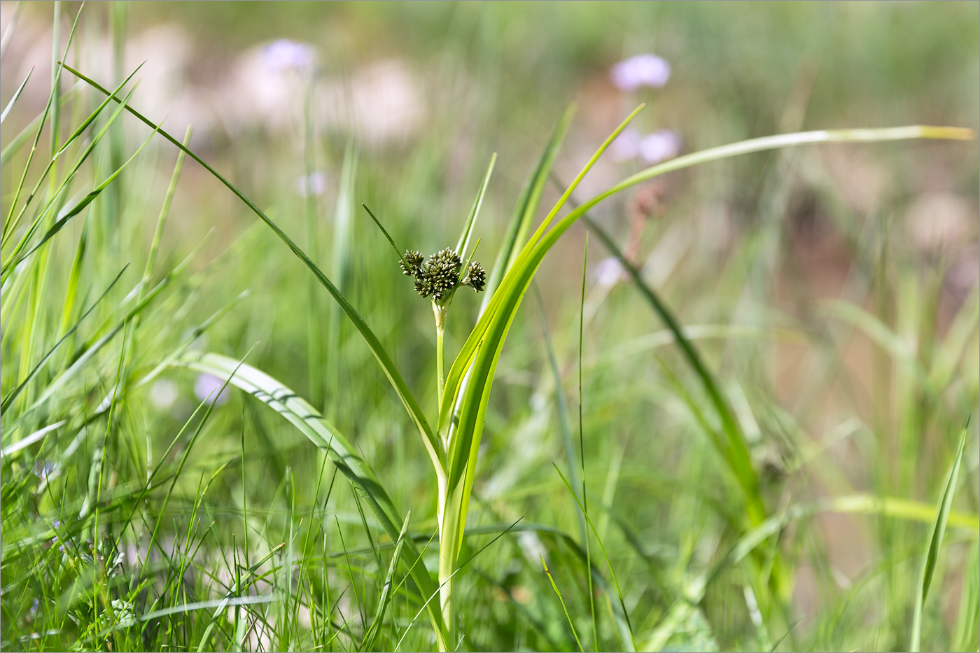 Изображение особи Scirpus sylvaticus.