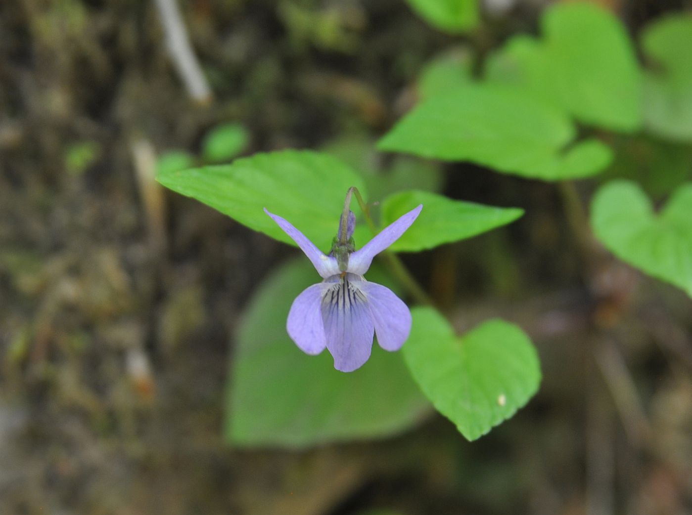 Изображение особи род Viola.