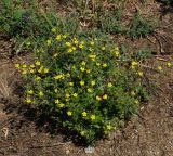 Potentilla canescens