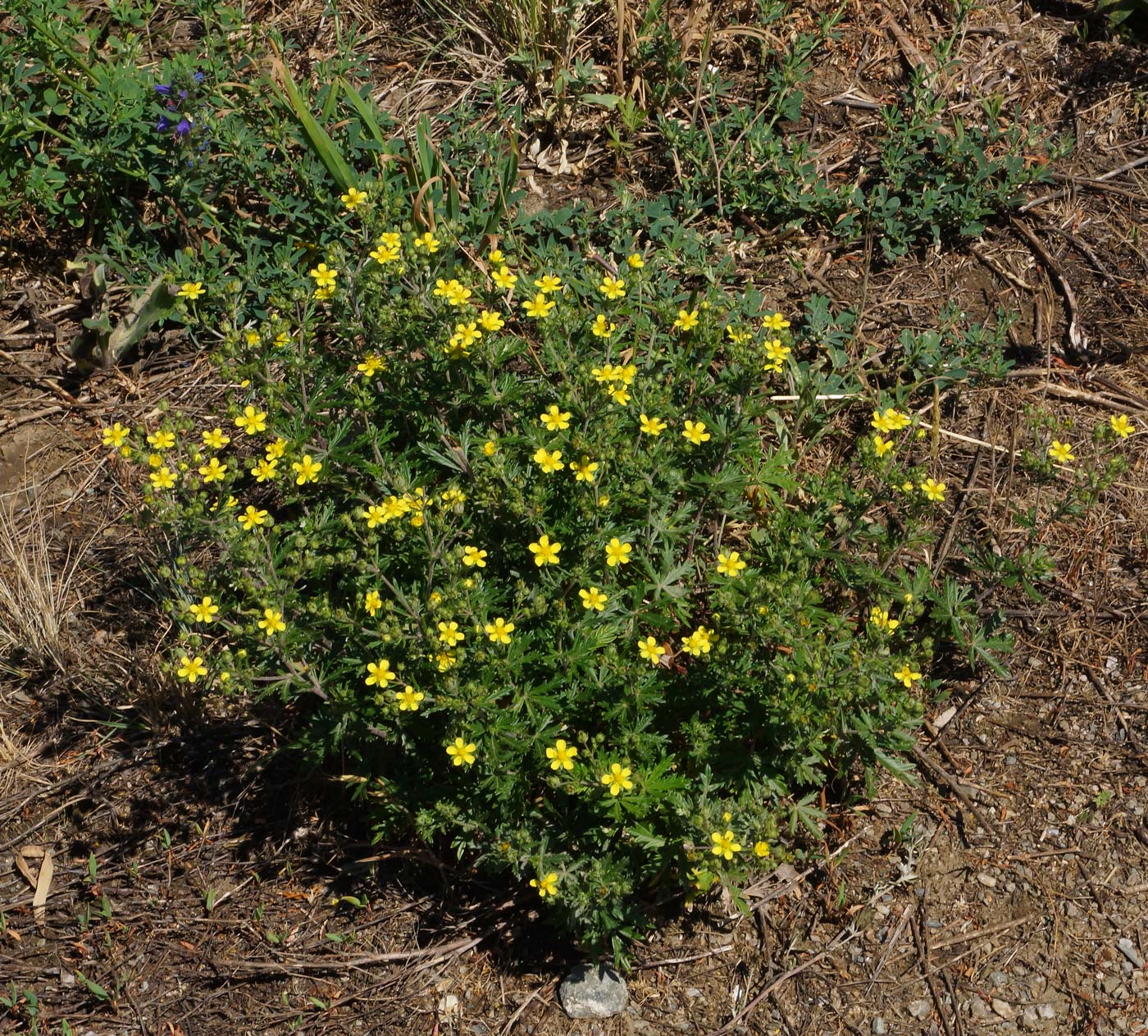 Image of Potentilla canescens specimen.