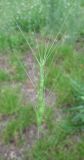 Aegilops triuncialis