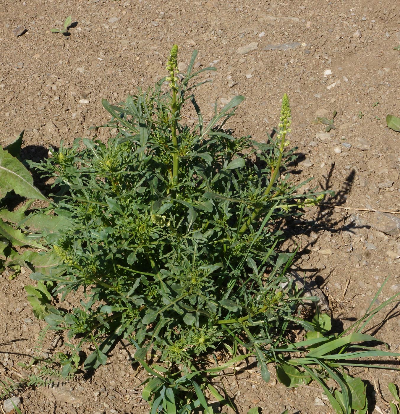Image of Reseda lutea specimen.