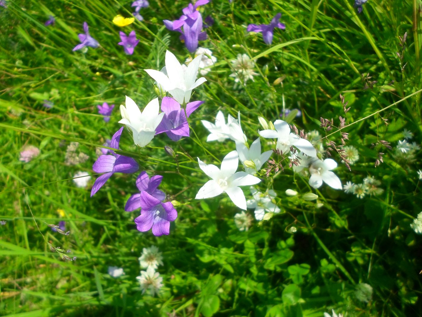 Image of Campanula patula specimen.