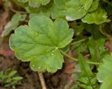 Heuchera sanguinea. Лист (вид сверху). Пермский край, пос. Юго-Камский, частное подворье, в культуре. 16 июня 2018 г.