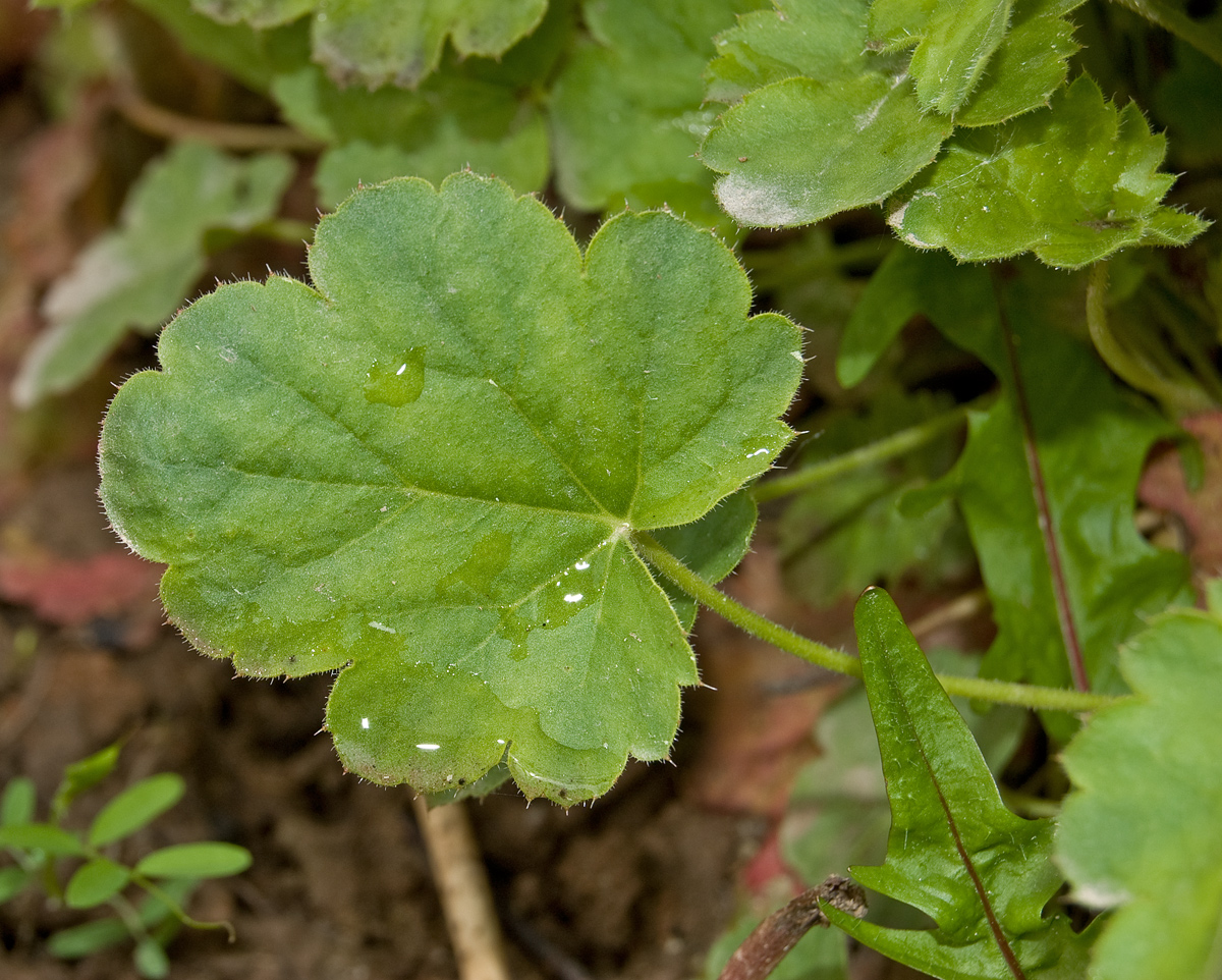 Изображение особи Heuchera sanguinea.