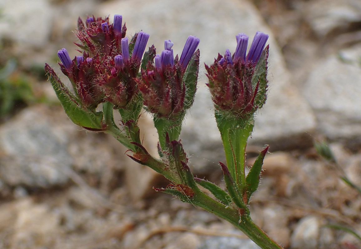 Изображение особи Limonium sinuatum.