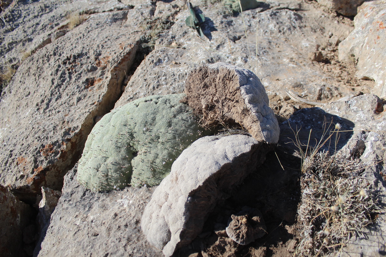 Image of Gypsophila aretioides specimen.