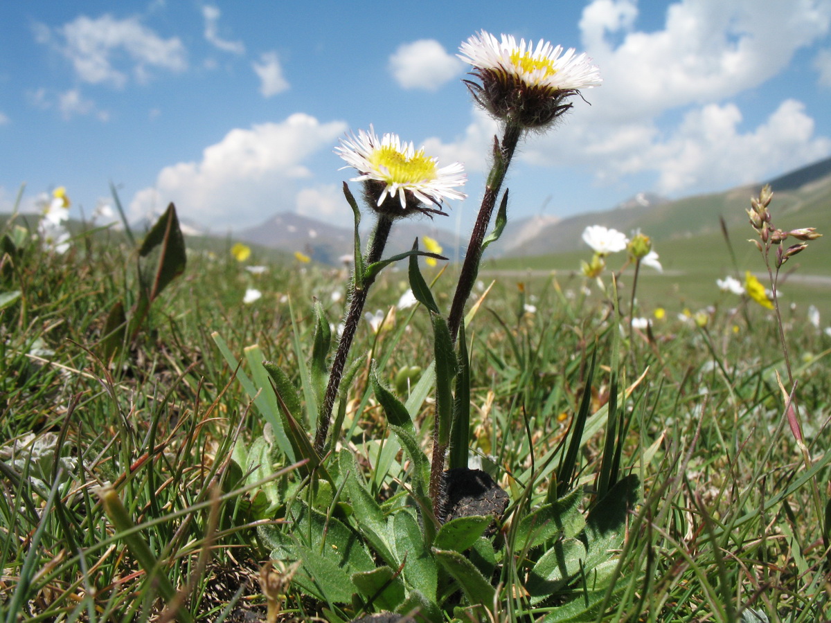 Image of Erigeron pallidus specimen.