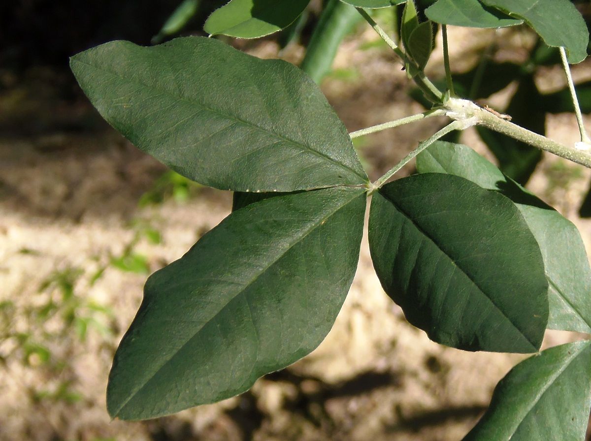 Image of Laburnum anagyroides specimen.