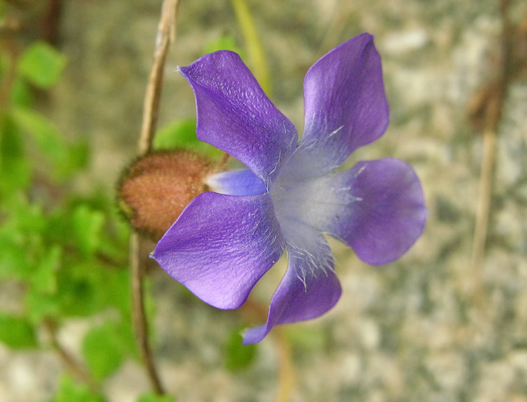 Изображение особи Cyananthus lobatus.