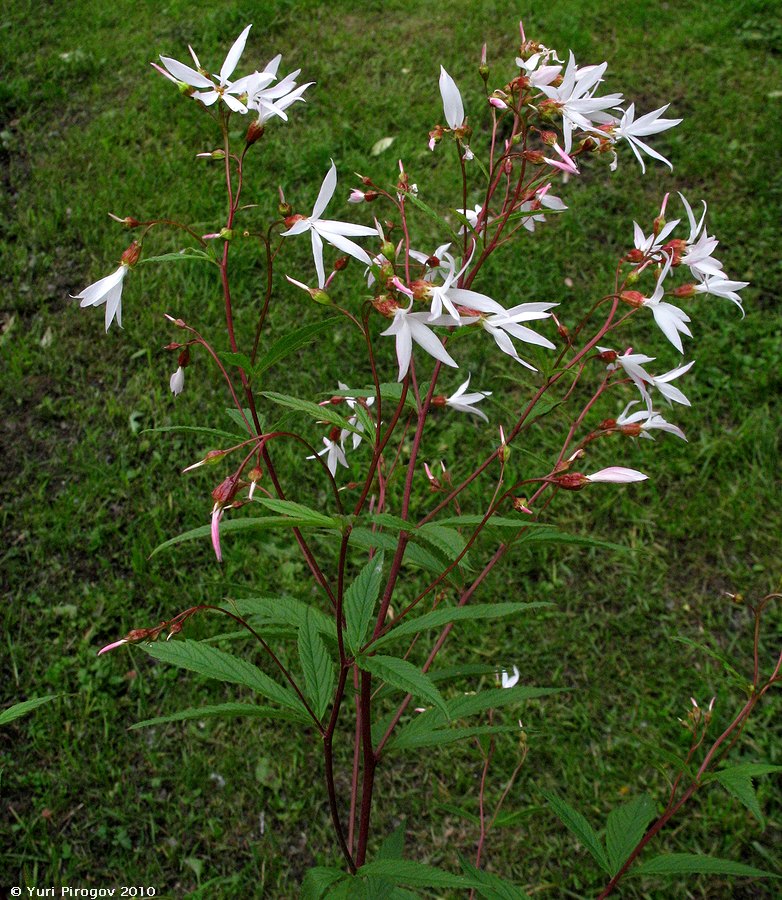 Image of Gillenia trifoliata specimen.