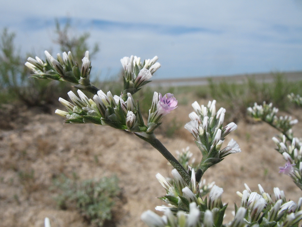 Image of Goniolimon callicomum specimen.