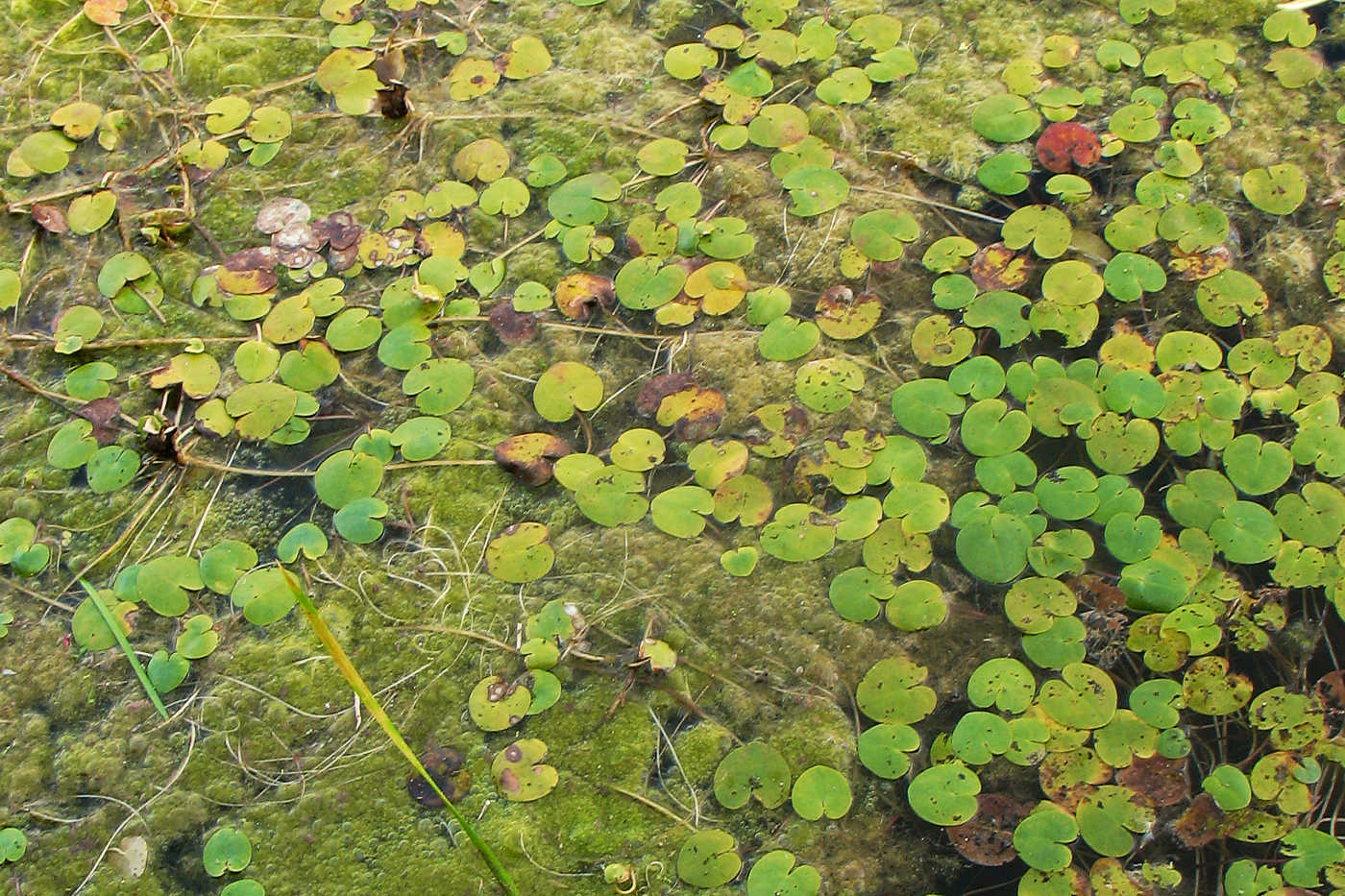 Image of Hydrocharis morsus-ranae specimen.