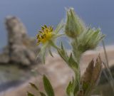 genus Potentilla. Соцветие с бутонами и облетевшим цветком. Крым, Керченский п-ов, Приазовье, Генеральские пляжи, каменистый приморский склон, в задернованной расщелине скалы. 17.06.2018.