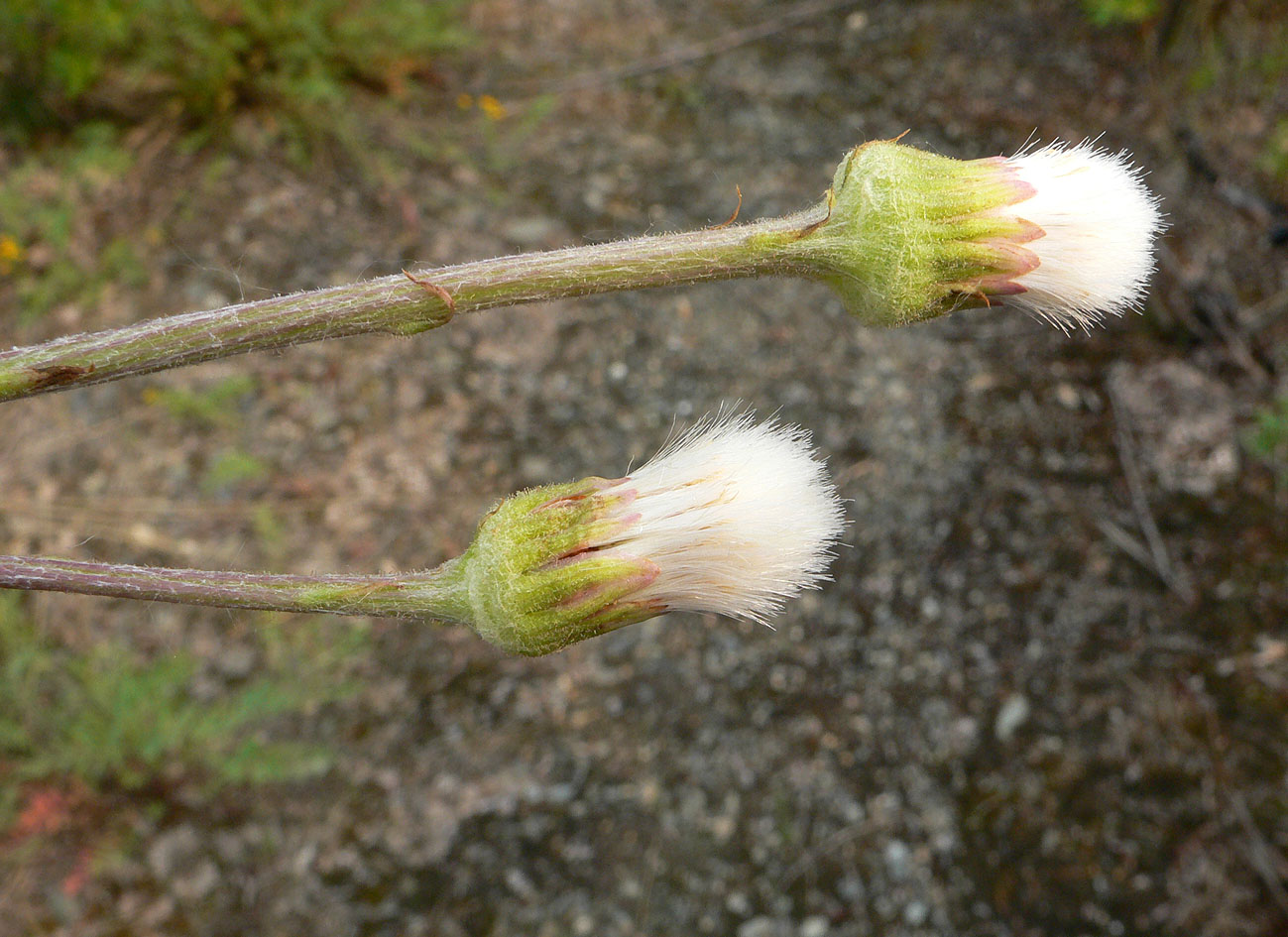 Image of Endocellion sibiricum specimen.