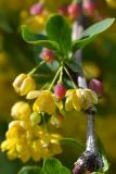 Berberis sphaerocarpa