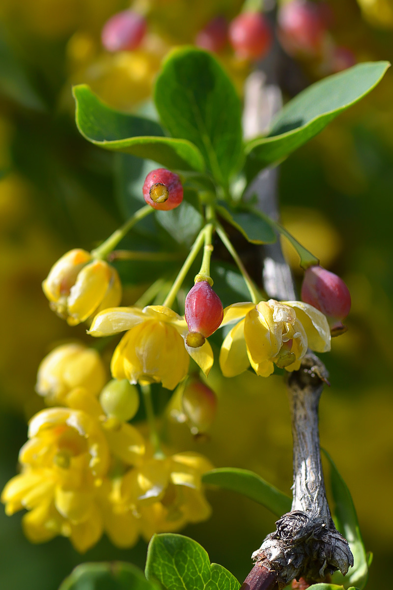 Image of Berberis sphaerocarpa specimen.