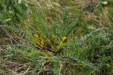 Astragalus macronyx