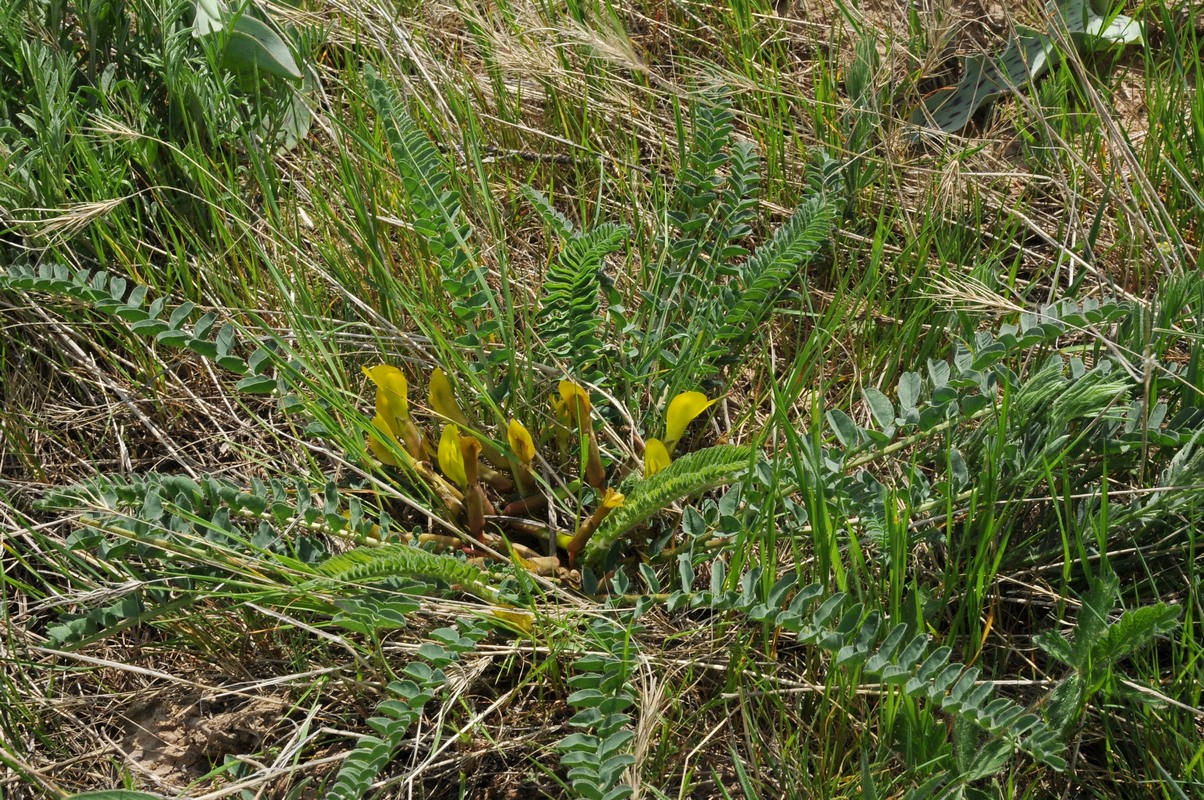 Image of Astragalus macronyx specimen.
