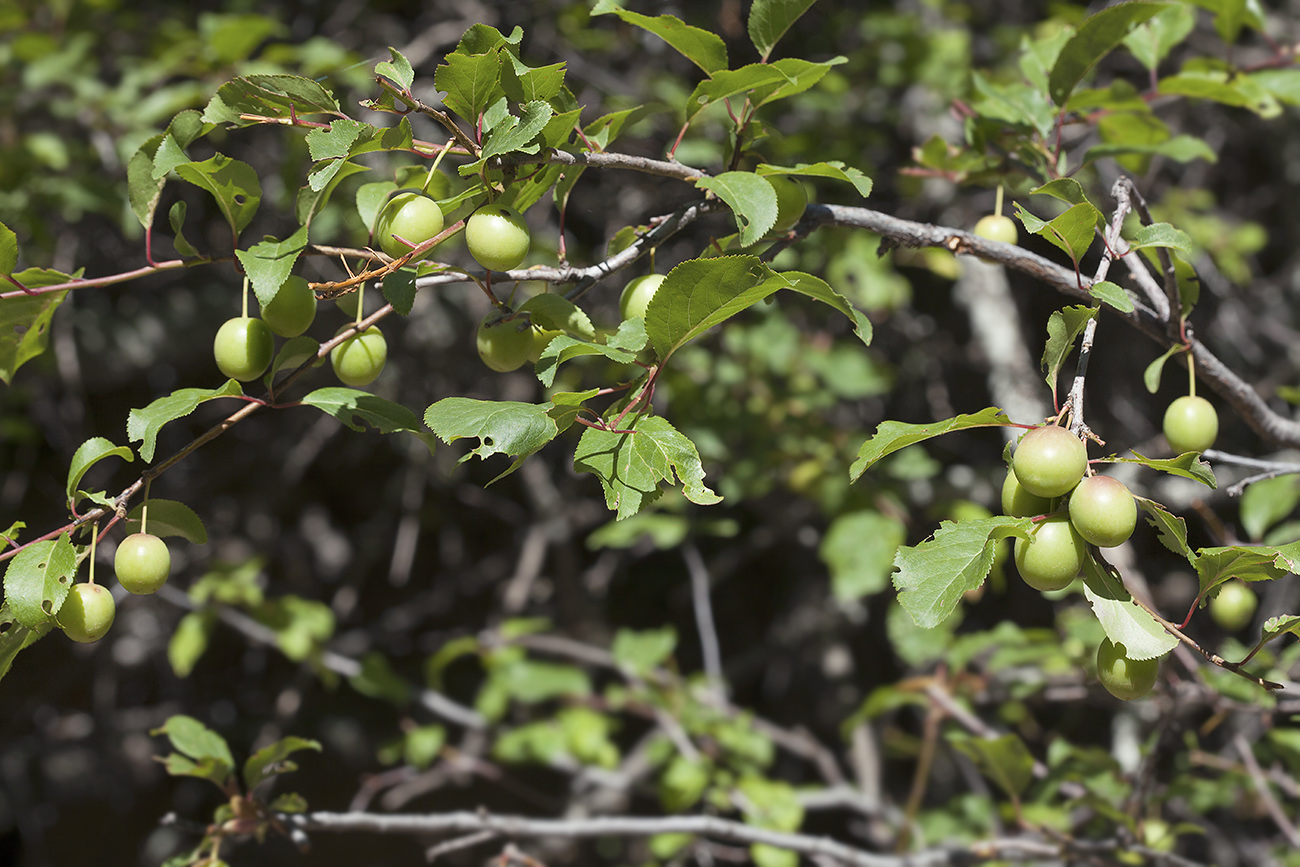 Image of Prunus cerasifera specimen.