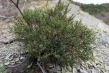 Juniperus foetidissima. Вегетирующее ювенильное растение. Краснодарский край, Анапский р-н, мыс Большой Утриш, ~300 м от Турецкого перевала, на скально-щебнистом холме обломочной породы. 02.12.2018.