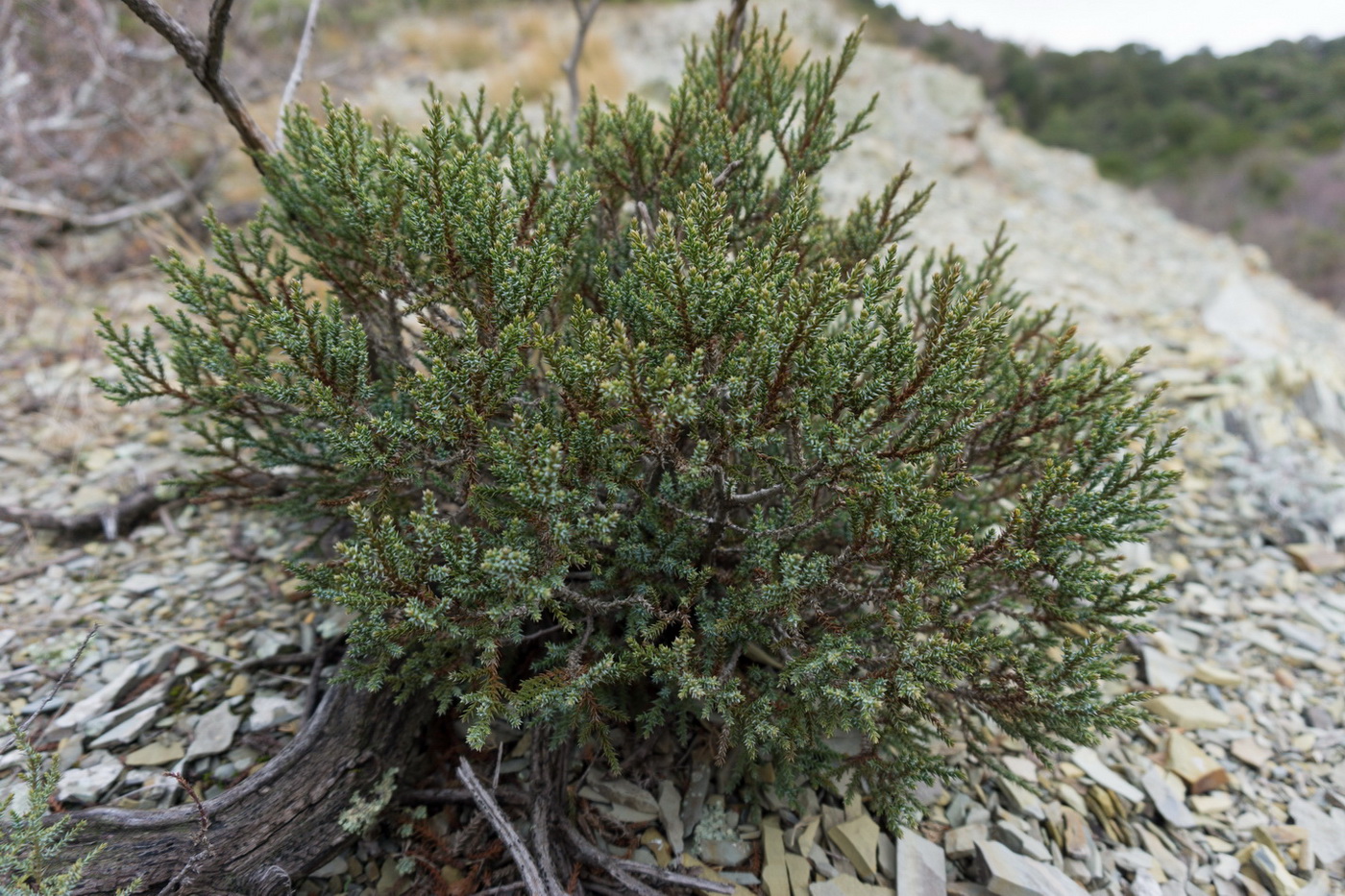 Изображение особи Juniperus foetidissima.