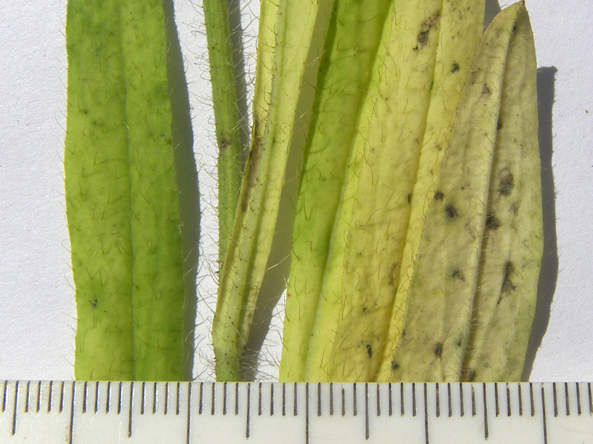 Image of Pilosella &times; auriculoides specimen.