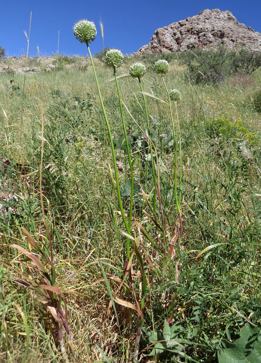 Image of Allium drobovii specimen.