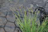 Carex eleusinoides