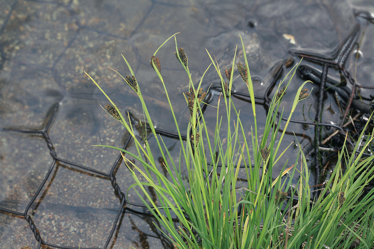 Изображение особи Carex eleusinoides.