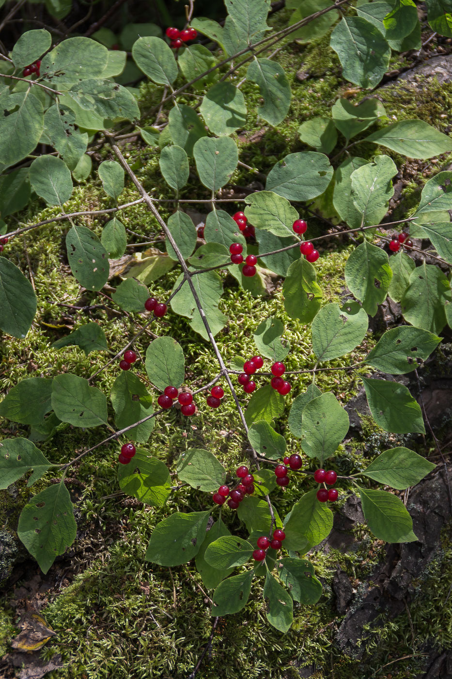 Image of Lonicera xylosteum specimen.