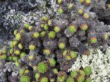 Saxifraga unifoveolata